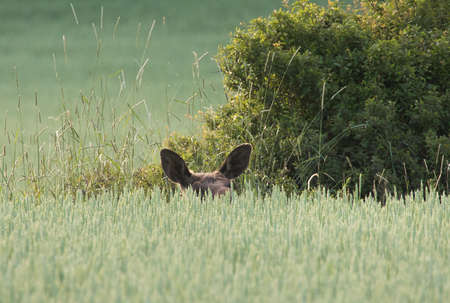 Resting elk on the meadow, only the ears are visible across the grass.の写真素材