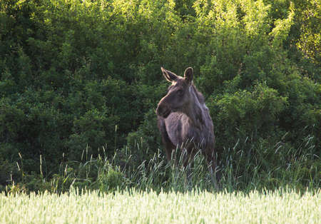 Moose standing in front of a bush out in the fieldの写真素材