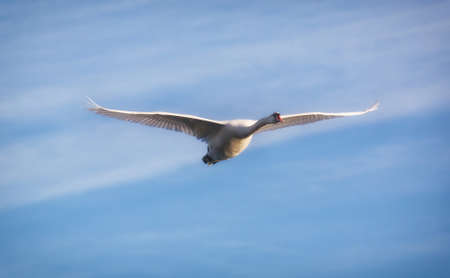 Mute swan (Cygnus olor) adult.の写真素材