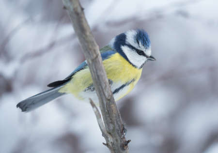 Blue tit (Cyanistes caeruleus). A chilly winter day.A chilly winterの写真素材