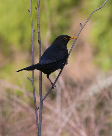Common blackbird (Turdus merula) Eurasian blackbird.の写真素材