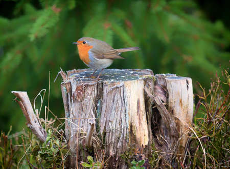 Robin, A sweet and very popular little bird sitting on a stump in the forestの写真素材