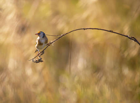 European goldfinch or  (Carduelis carduelis)の写真素材