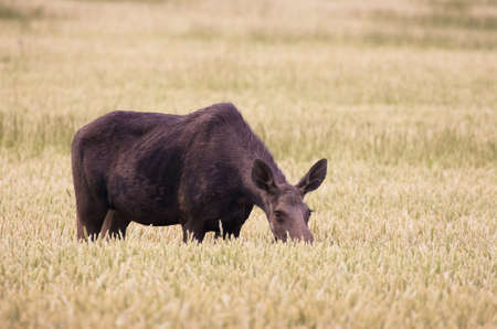 Moose out in the fieldの写真素材