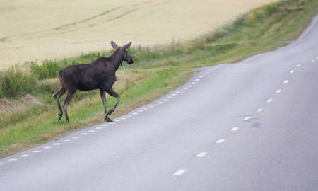 Moose on the way to cross a road.の写真素材