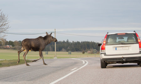Moose calf crossing a roadのeditorial素材