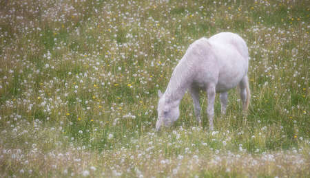 Hors on pasturesの写真素材