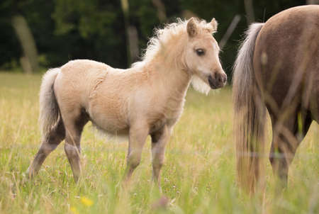 A little foal follows her mother.