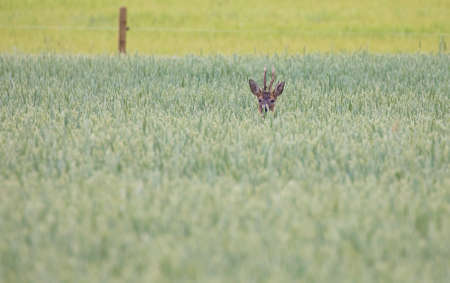 Roe deer (Capreolus capreolus)の写真素材