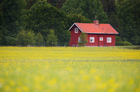 STOCKHOLM SWEDEN 8 July 2017. Small red cottage and a yellow rapeseedのeditorial素材