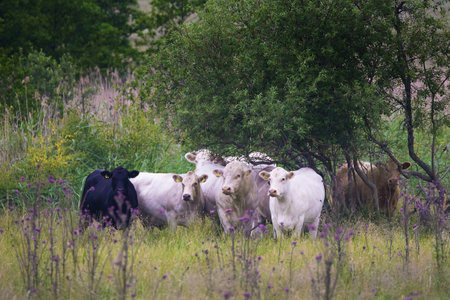 MORKO SWEDEN 9 July 2017. Cows on pastures.のeditorial素材