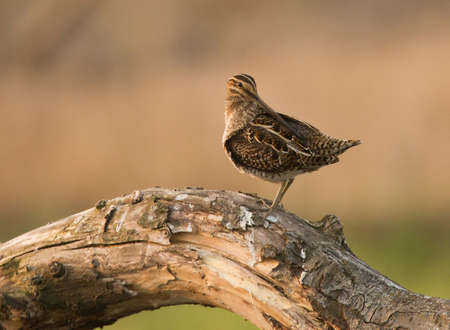 common snipe (Gallinago gallinago)の写真素材