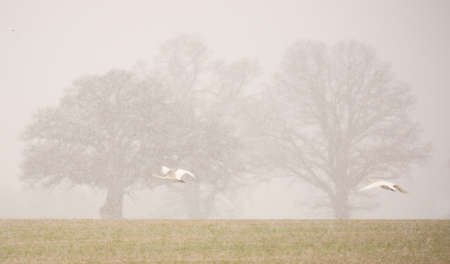 Flying swans in the snowfallの写真素材