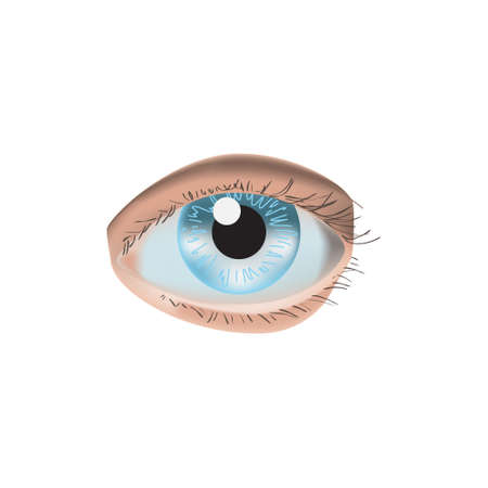 Realistic style vector illustration with eye on white backgroundのイラスト素材