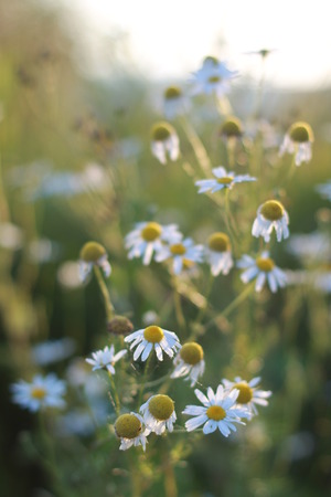 Chamomilesの写真素材