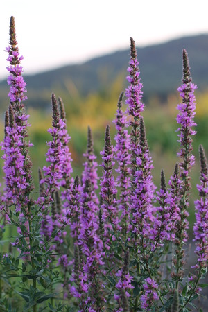 Purple flowersの写真素材