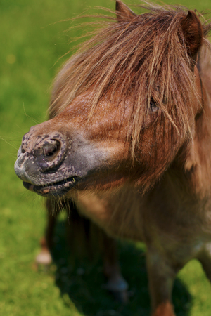 Brown Horseの写真素材