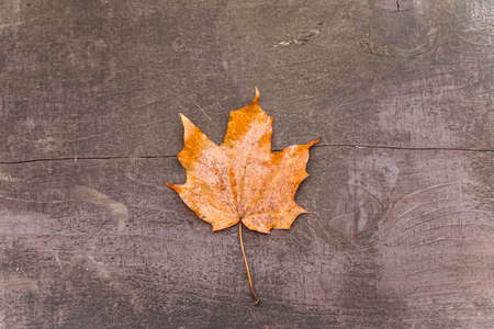 Autumn maple leaf on a bench in the parkの写真素材