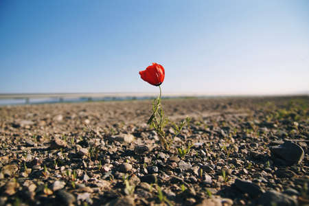 Lonely but stubborn flower in the barren