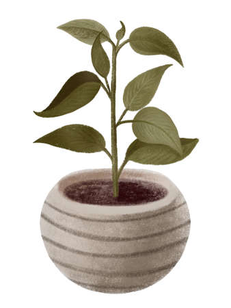 Interior design plant in gray ceramic striped pot, hand draw illustrationの写真素材