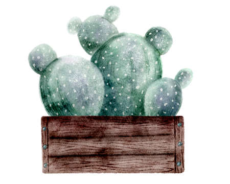 Bright succulents in wooden box, hand drawn illustration izolated on white backgroundの写真素材