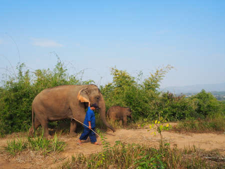 CHIANGRAI, THAILAND - february 2016:mahout and elephants mother and baby walking on the mountain at day timeのeditorial素材