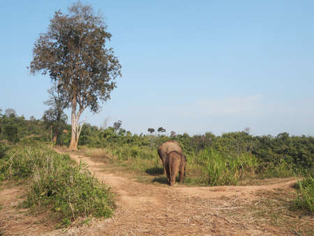 Lovely family mother and baby of Wild Elephant walking on the hill in Chiangrai Golden Triangle area ,Thailand - February 2016のeditorial素材