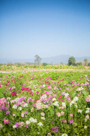 savanna flower fields in blue sky and mountain in backgroundの写真素材