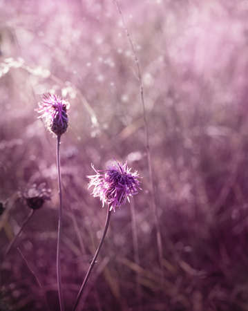 Autumn wildflowers  Violet flowers in the meadow の写真素材