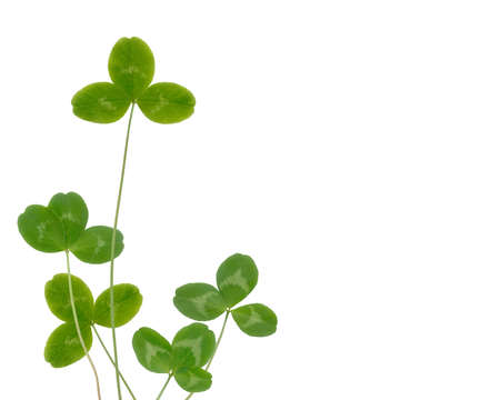 clover leaves on a white backgroundの写真素材