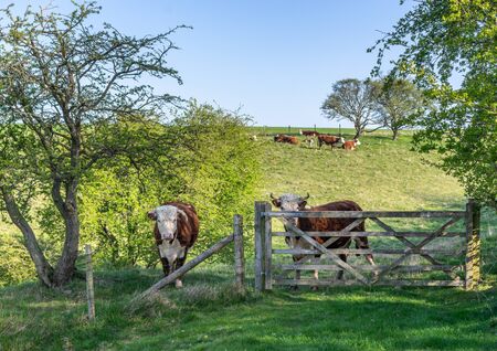 Two Hereford cows in a field behind a gate with other cows in the background.の写真素材