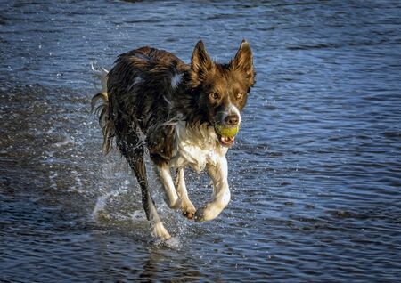 Molly playing in the sea