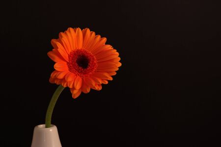 Single orange flower on a black backgroundの写真素材