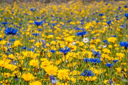 Field of blue and yellow wild flowers in full bloom on a sunny day.の写真素材