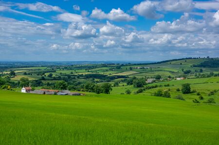 Ears in a field of green wheat leading off in to the distance on a sunny day with blue sky and...