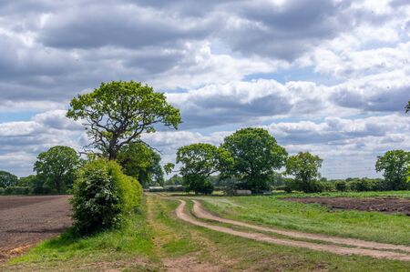A dirt track through a field leading off in to the distance with trees and a moody sky.の写真素材