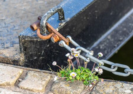 A steel chain and lock with wild daisies growing up through it.の写真素材