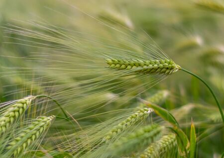 Green ears of wheat close up in a field with a bright green wheat background on a sunny day
