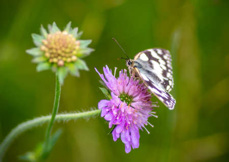 Marbled White (Melanargia galathea) is a distinctive and attractive black and white butterfly. On a purple flower with plain green background.の写真素材
