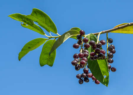pileata is a dense, spreading, evergreen shrub with small, paired, glossy, dark green leaves and long, funnel-shaped, creamy-white flowers in late spring followed by purple berries.の写真素材