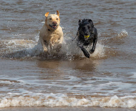 Labrador and black dog running and splashing together in the sea