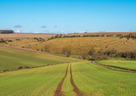 Tractor tracks in a newly sown green field with blue sky.の写真素材