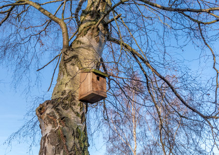 Wooden bird box located in a large silver birch tree on sunny winters day.の写真素材