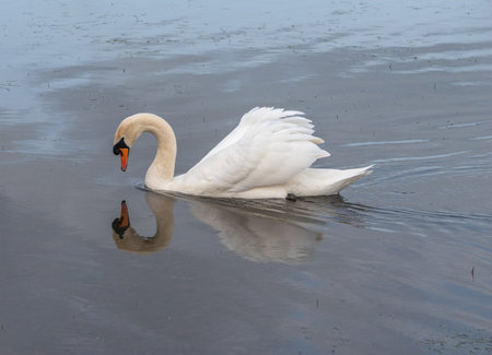 A single swan swiming on a flooded field on a clear day with reflections in the water.の写真素材