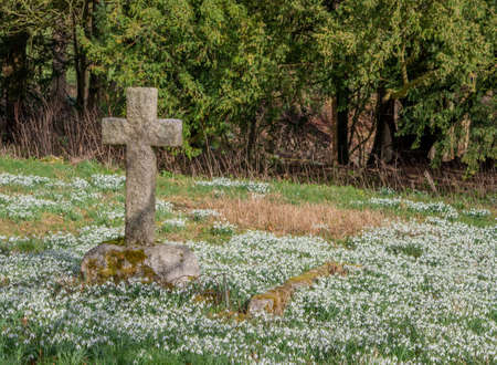 A stone cross in a grave yard covered with snow drops with a green background.の写真素材