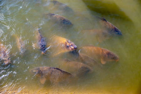 a number of Koi Carp in a pond on the surface while feeding with murkey green water.の写真素材
