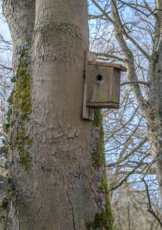 A bird box made of wood with a side enterance fixed to a large mature tree.