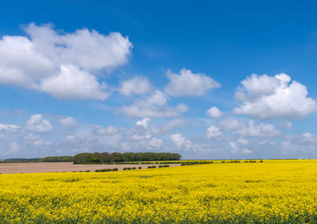 View over a field of yellow rape seed flowers to a line of trees with a blue cloudy sky in...