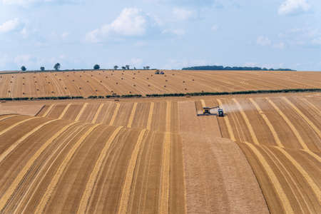 A Combine Harvester and Tractor harvesting a grain crop in a golden rolling hills field with lines on a sunny day.のeditorial素材