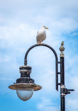 16 June 2022 Scarborough, North Yorkshire, UK - a single seagull perched on top of a black lamp post on a clear dayの写真素材